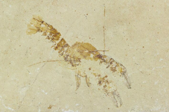 Cretaceous Lobster (Eryma) Fossil - Lebanon #124002